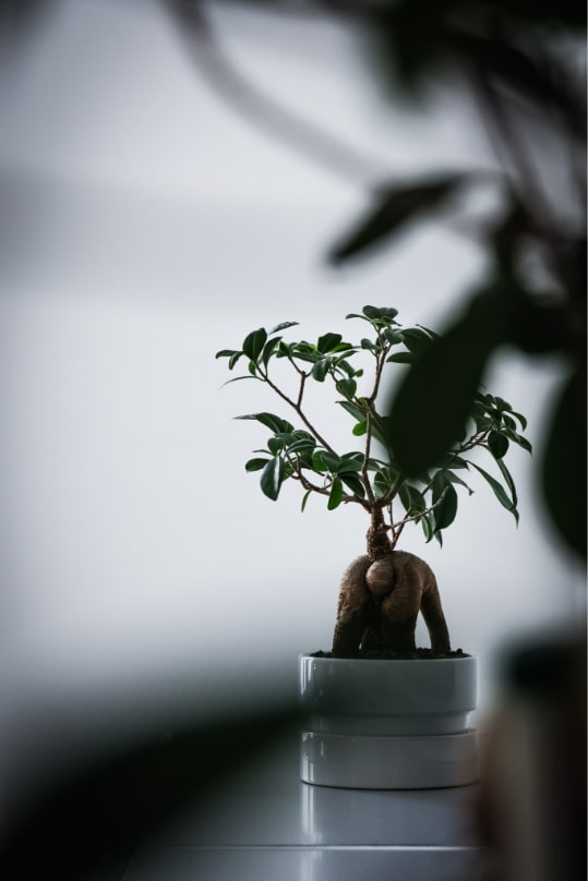 SAHARA Werbeagentur in Stuttgart – Impressionen: Pflanze